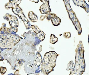 Anti-CD93 antibody used in IHC (Paraffin sections) (IHC-P). GTX03672