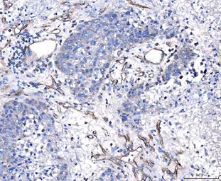 Anti-CD93 antibody used in IHC (Paraffin sections) (IHC-P). GTX03672