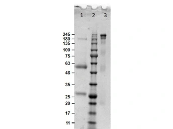 Bovine IgG protein. GTX03685-pro