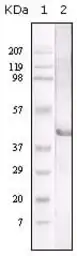 Anti-LAL antibody [9G7F12] used in Western Blot (WB). GTX03687