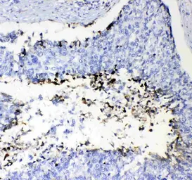 Anti-Prothrombin antibody used in IHC (Paraffin sections) (IHC-P). GTX03694