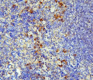 Anti-IL31 antibody used in IHC (Paraffin sections) (IHC-P). GTX03704