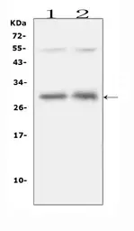 Anti-IL31 antibody used in Western Blot (WB). GTX03704