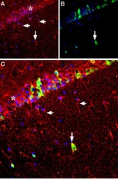 Anti-GDNF antibody used in IHC (Frozen sections) (IHC-Fr). GTX03708