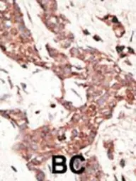Anti-SIRT3 antibody used in IHC (Paraffin sections) (IHC-P). GTX03711