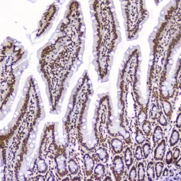 Anti-AHR antibody used in IHC (Paraffin sections) (IHC-P). GTX03719