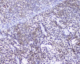 Anti-AHR antibody used in IHC (Paraffin sections) (IHC-P). GTX03719