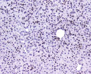 Anti-AHR antibody used in IHC (Paraffin sections) (IHC-P). GTX03719