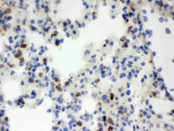 Anti-Lipocalin-2 antibody used in IHC (Frozen sections) (IHC-Fr). GTX03729