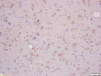 Anti-SLCO2B1 antibody used in IHC (Paraffin sections) (IHC-P). GTX03731