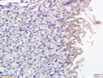 Anti-SLCO2B1 antibody used in IHC (Paraffin sections) (IHC-P). GTX03731