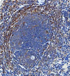 Anti-IL18 antibody used in IHC (Paraffin sections) (IHC-P). GTX03734