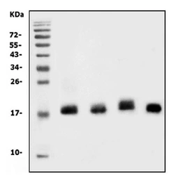 Anti-IL18 antibody used in Western Blot (WB). GTX03734