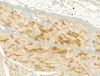 Anti-Caspase 1 (cleaved Asp297) antibody used in IHC (Paraffin sections) (IHC-P). GTX03738