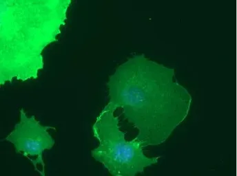 Anti-Endomucin antibody [V.7C7.1] used in Immunocytochemistry/ Immunofluorescence (ICC/IF). GTX03740