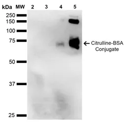 Anti-Citrulline antibody [2D3.1] used in Western Blot (WB). GTX03741