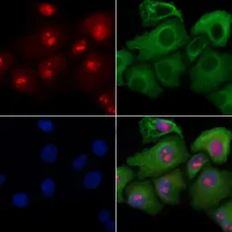 Anti-MAP4K3 antibody used in Immunocytochemistry/ Immunofluorescence (ICC/IF). GTX03745