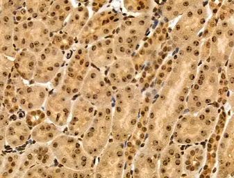 Anti-MAP4K3 antibody used in IHC (Paraffin sections) (IHC-P). GTX03745