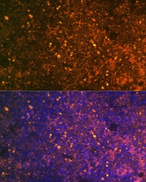 Anti-CD38 antibody used in IHC (Paraffin sections) (IHC-P). GTX03746