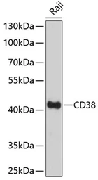 Anti-CD38 antibody used in Western Blot (WB). GTX03746