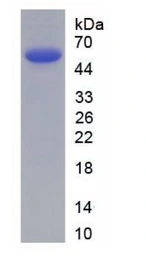 Mouse Annexin II protein, His and TrxA tag. GTX03782-pro