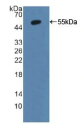 Mouse Annexin II protein, His and TrxA tag. GTX03782-pro