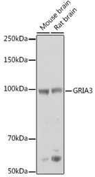 Anti-GluR3 antibody used in Western Blot (WB). GTX03787