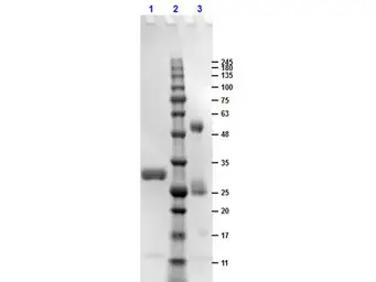 Human IgG Fc fragment protien. GTX03802-pro