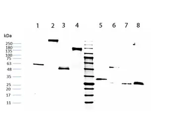 Human IgG Fc fragment protien. GTX03802-pro
