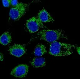 Anti-LONP1 antibody used in Immunocytochemistry/ Immunofluorescence (ICC/IF). GTX03806