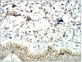 Anti-5-HT2C receptor antibody used in IHC (Paraffin sections) (IHC-P). GTX03808