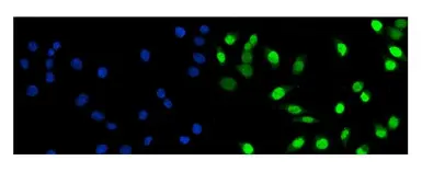Anti-Fos B antibody used in Immunocytochemistry/ Immunofluorescence (ICC/IF). GTX03809