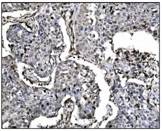 Anti-Fos B antibody used in IHC (Paraffin sections) (IHC-P). GTX03809