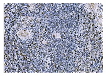 Anti-Fos B antibody used in IHC (Paraffin sections) (IHC-P). GTX03809