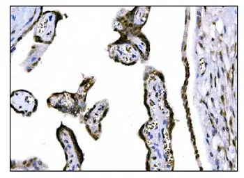 Anti-Fos B antibody used in IHC (Paraffin sections) (IHC-P). GTX03809
