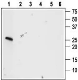 Anti-proBDNF antibody used in Western Blot (WB). GTX04075