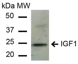Anti-IGF1 antibody used in Western Blot (WB). GTX04087