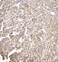 Anti-TMEM166 antibody used in IHC (Paraffin sections) (IHC-P). GTX04091