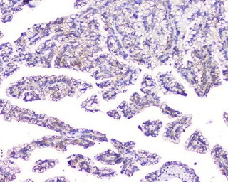 Anti-TMEM166 antibody used in IHC (Paraffin sections) (IHC-P). GTX04091