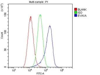 Anti-TMEM166 antibody used in Flow cytometry (FCM). GTX04091