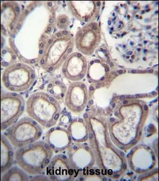 Anti-RNF180 antibody used in IHC (Paraffin sections) (IHC-P). GTX04092