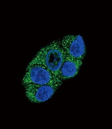 Anti-ATP7b antibody used in Immunocytochemistry/ Immunofluorescence (ICC/IF). GTX04095