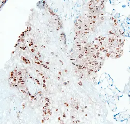 Anti-PTP1B antibody used in IHC (Frozen sections) (IHC-Fr). GTX04098