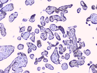 Anti-PTP1B antibody used in IHC (Paraffin sections) (IHC-P). GTX04098