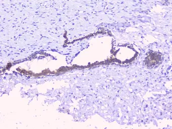 Anti-PTP1B antibody used in IHC (Paraffin sections) (IHC-P). GTX04098