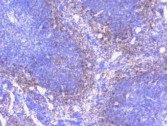 Anti-PTP1B antibody used in IHC (Paraffin sections) (IHC-P). GTX04098