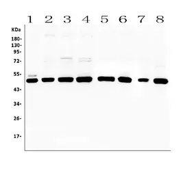 Anti-PTP1B antibody used in Western Blot (WB). GTX04098