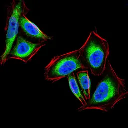 Anti-PTP1B antibody [4F8F11] used in Immunocytochemistry/ Immunofluorescence (ICC/IF). GTX04099