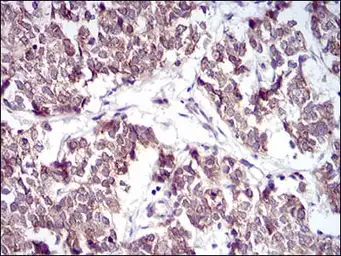 Anti-PTP1B antibody [4F8F11] used in IHC (Paraffin sections) (IHC-P). GTX04099