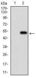 Anti-PTP1B antibody [4F8F11] used in Western Blot (WB). GTX04099